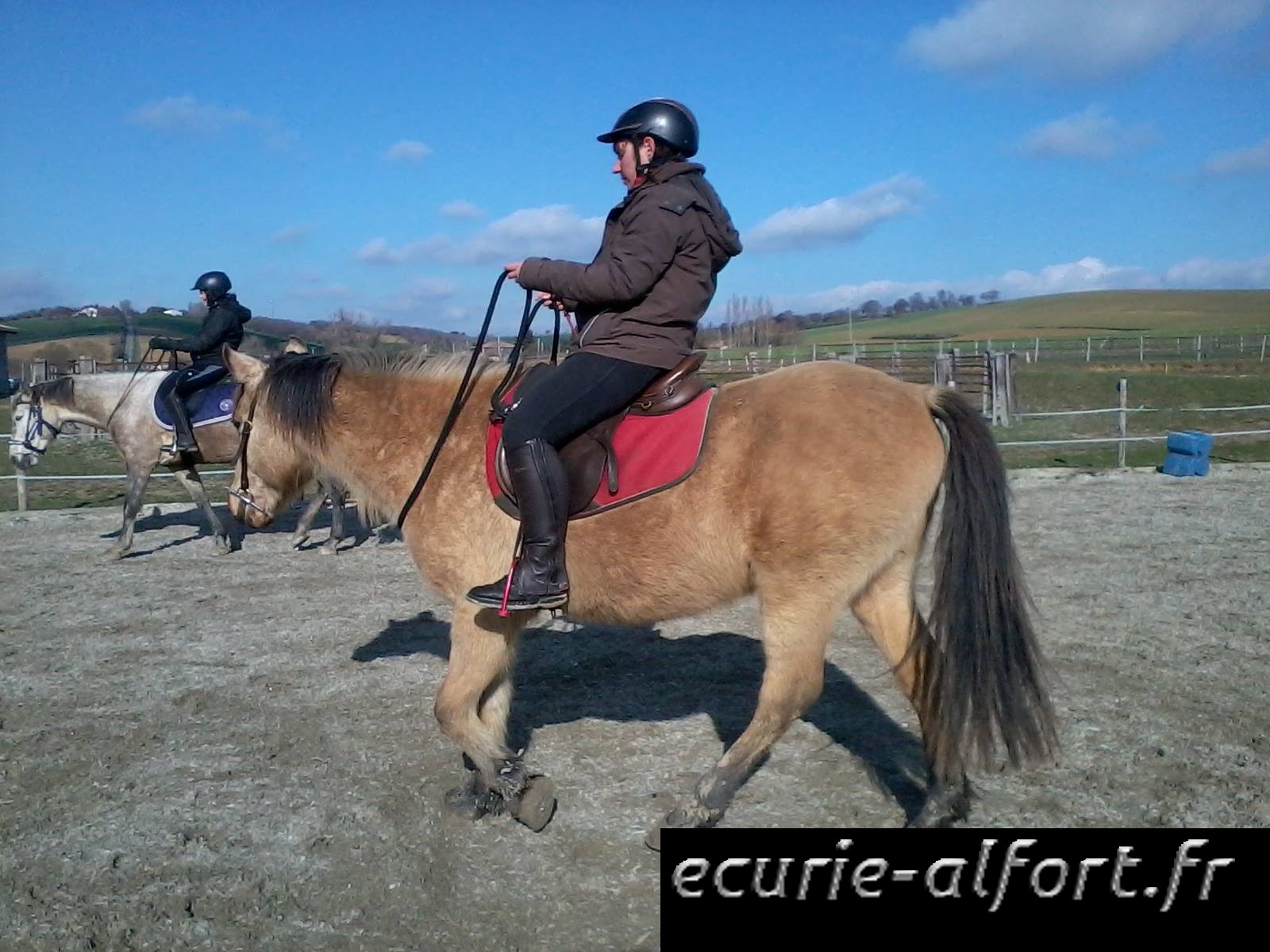 Les chevaux aimentils être montés? En ontils besoin? Ecurie AlFort